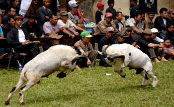 Festival Seni Ketangkasan Domba (Adu Domba), Promosi Wisata Pantai Pangandaran
